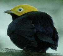 Golden-headed Manakin