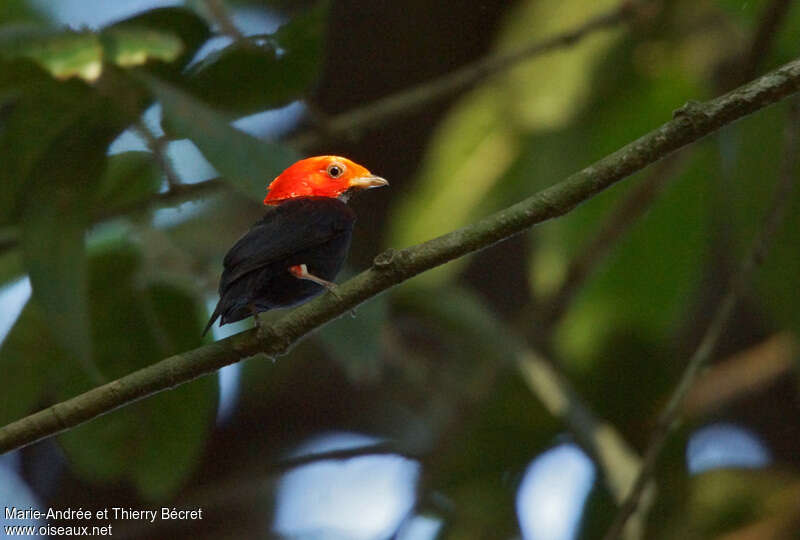 Manakin à tête rouge mâle