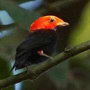 Manakin à tête rouge