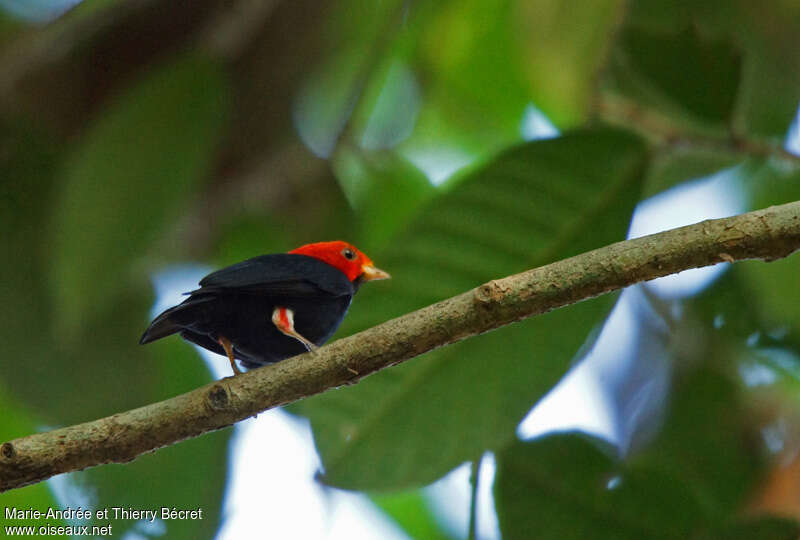 Manakin à tête rouge mâle