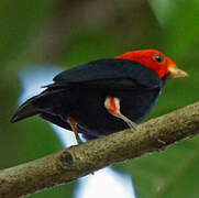 Manakin à tête rouge