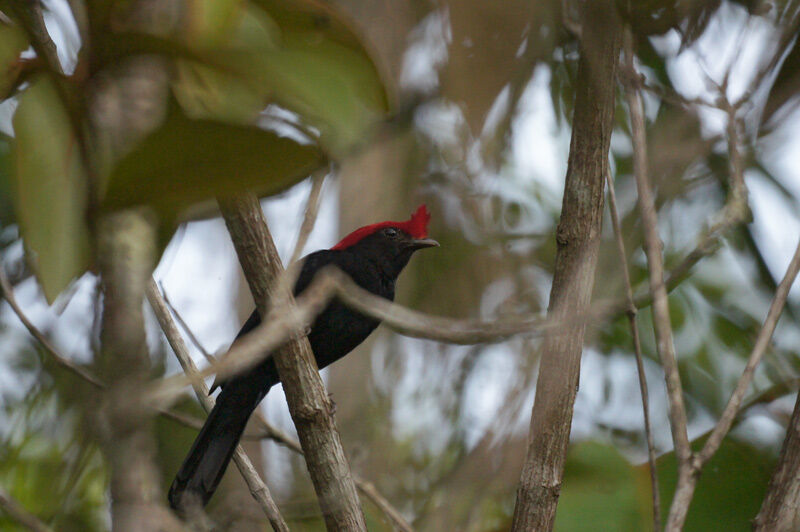 Helmeted Manakin male