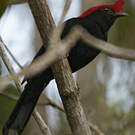 Manakin casqué
