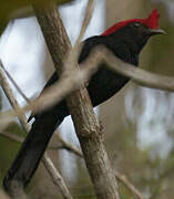 Helmeted Manakin