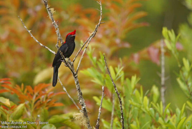 Helmeted Manakin male adult