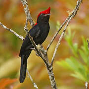 Manakin casqué