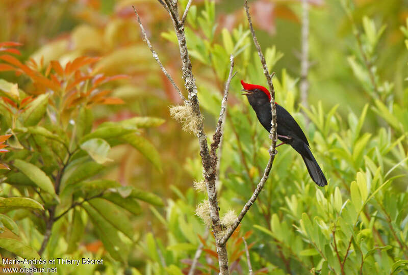 Helmeted Manakin male adult, song