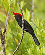 Manakin casqué