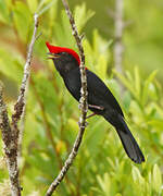 Helmeted Manakin