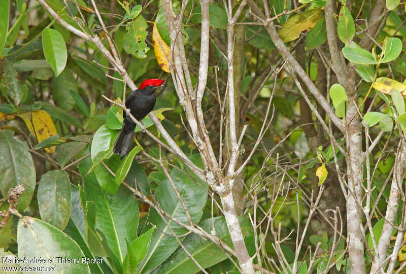 Helmeted Manakin male adult, habitat