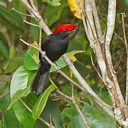 Helmeted Manakin