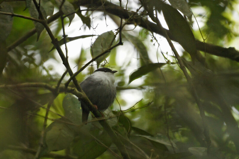 White-bearded Manakin