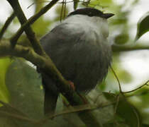 White-bearded Manakin