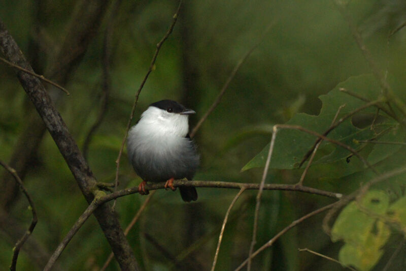 White-bearded Manakin