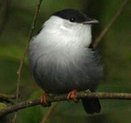 White-bearded Manakin