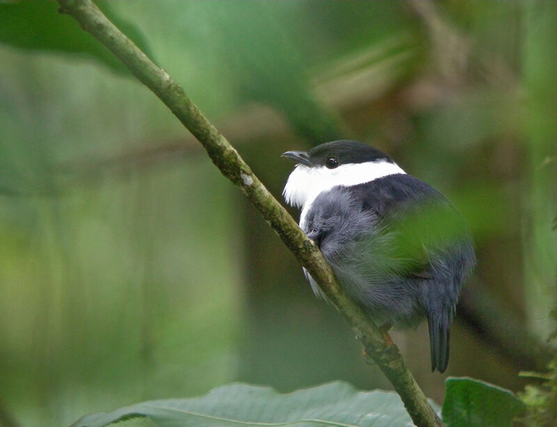 White-bearded Manakin