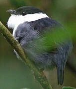 White-bearded Manakin