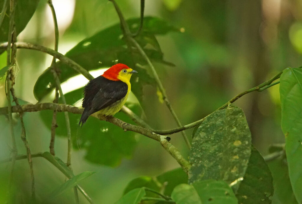 Wire-tailed Manakin