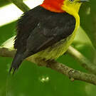Manakin filifère