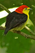 Wire-tailed Manakin