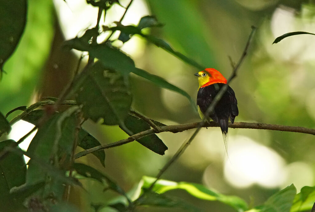 Wire-tailed Manakin