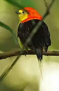 Wire-tailed Manakin