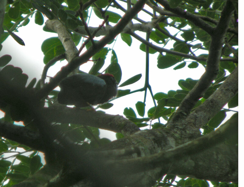 Lance-tailed Manakin