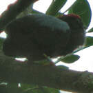 Manakin lancéolé
