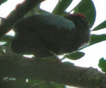 Lance-tailed Manakin