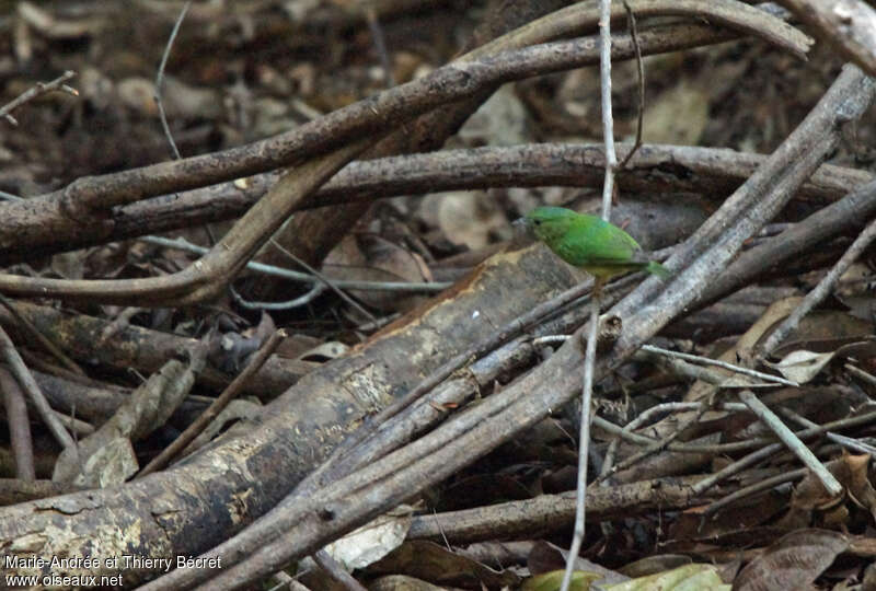 Snow-capped Manakin female