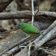 Snow-capped Manakin