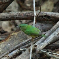 Manakin neigeux