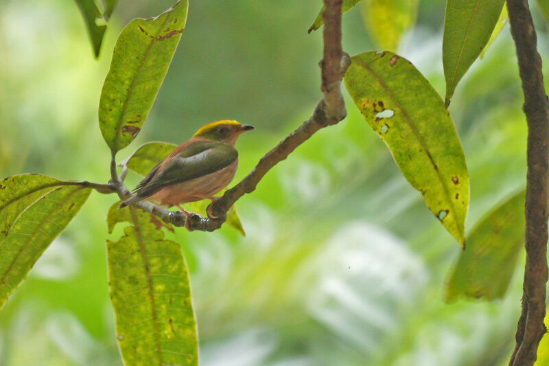 Fiery-capped Manakin male