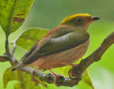 Fiery-capped Manakin