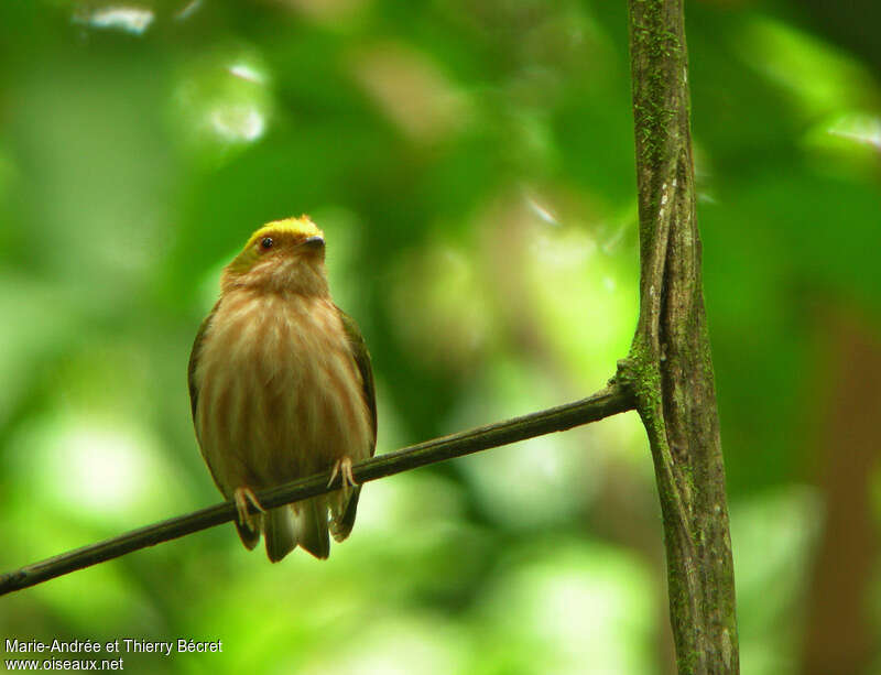 Fiery-capped Manakin male