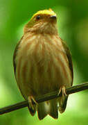 Fiery-capped Manakin