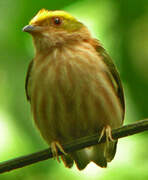 Fiery-capped Manakin