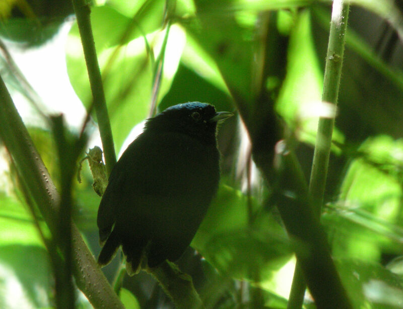 Velvety Manakin