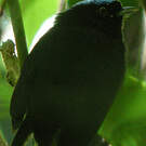 Manakin velouté
