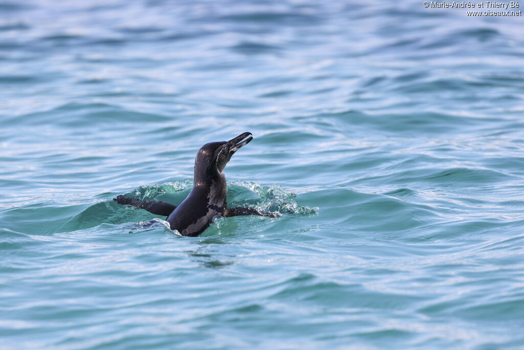 Manchot des Galapagos