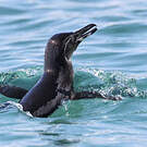 Manchot des Galapagos