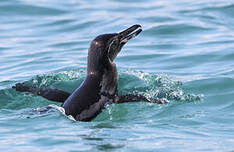 Manchot des Galapagos