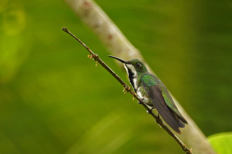 Black-throated Mango