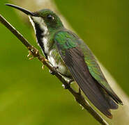 Black-throated Mango