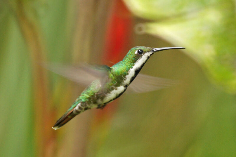 Black-throated Mango