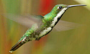 Black-throated Mango