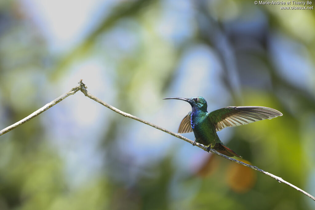Mango de Prévost mâle