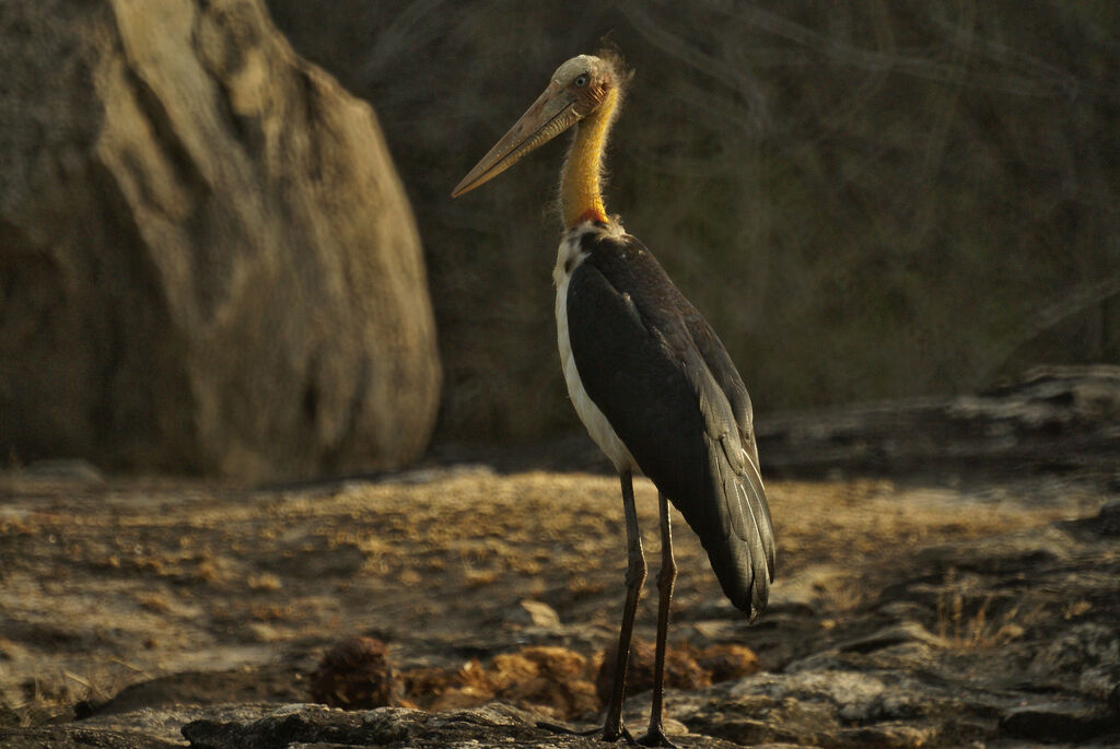 Marabout chevelu