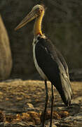 Lesser Adjutant