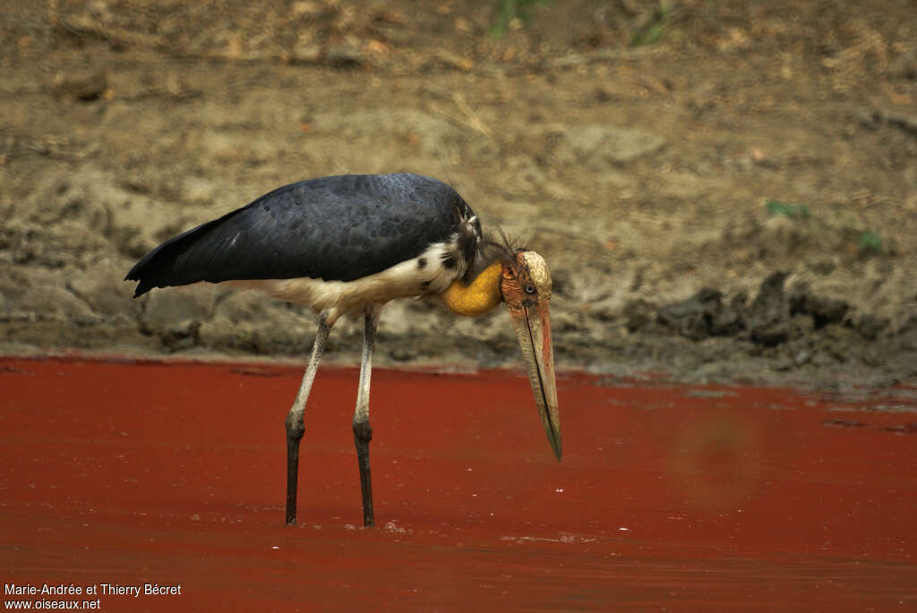 Lesser Adjutant, identification